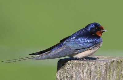 Boerenzwaluw - Barn Swallow