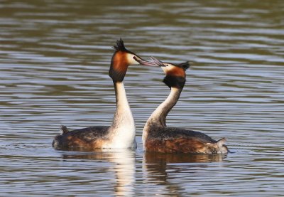 Futen - Great Crested Grebes