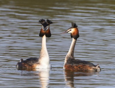 Futen - Great Crested Grebes