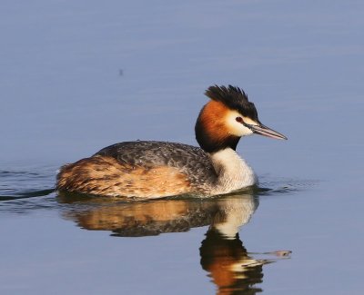 Fuut - Great Crested Grebe