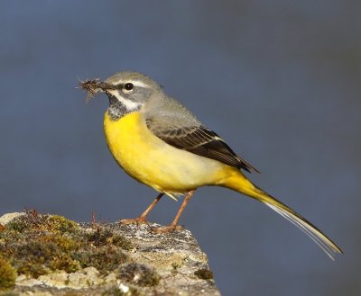 Grote Gele Kwikstaart - Grey Wagtail