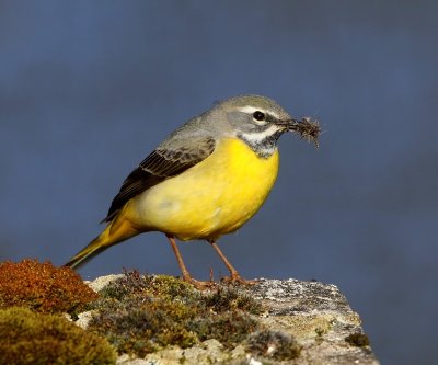 Grote Gele Kwikstaart - Grey Wagtail