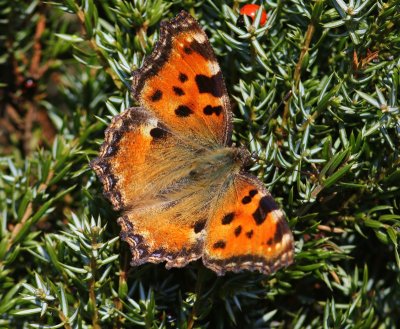 Grote Vos - Large Tortoiseshell