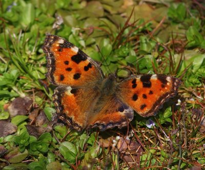 Grote Vos - Large Tortoiseshell