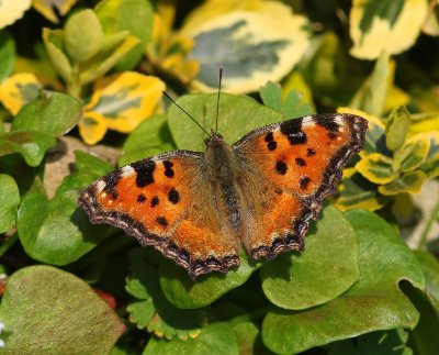 Grote Vos - Large Tortoiseshell