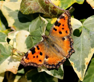 Grote Vos - Large Tortoiseshell