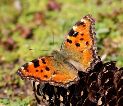 Grote Vos - Large Tortoiseshell