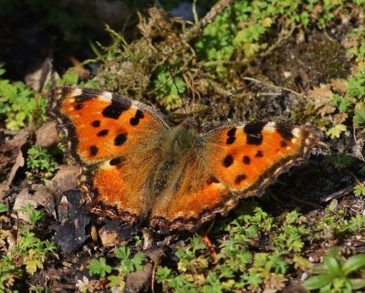 Grote Vos - Large Tortoiseshell