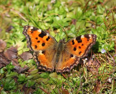 Grote Vos - Large Tortoiseshell