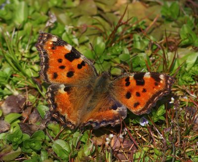 Grote Vos - Large Tortoiseshell