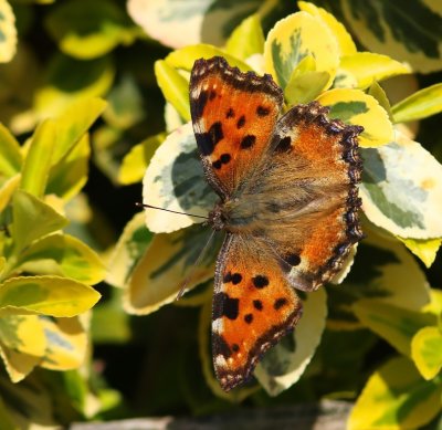Grote Vos - Large Tortoiseshell