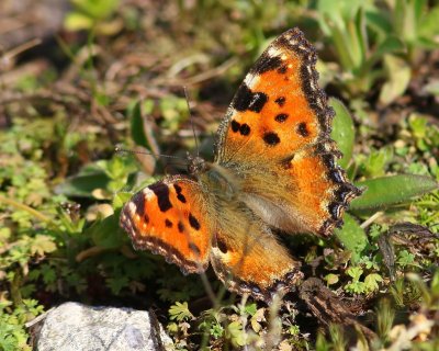 Grote Vos - Large Tortoiseshell