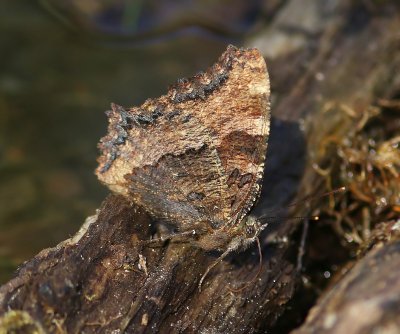 Grote Vos - Large Tortoiseshell