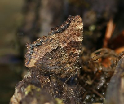Grote Vos - Large Tortoiseshell