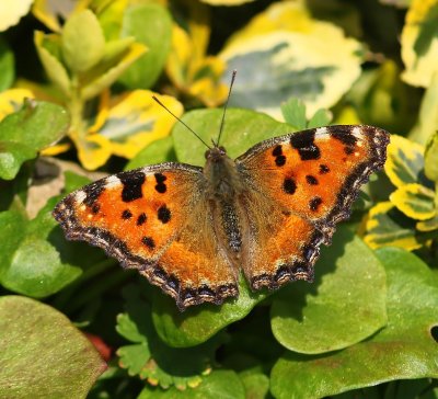 Grote Vos - Large Tortoiseshell
