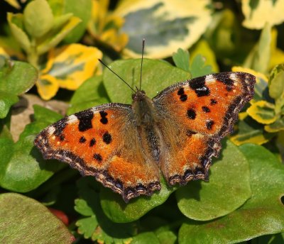 Grote Vos - Large Tortoiseshell