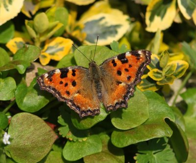 Grote Vos - Large Tortoiseshell