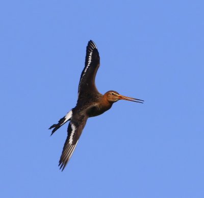 Grutto - Black-tailed Godwit