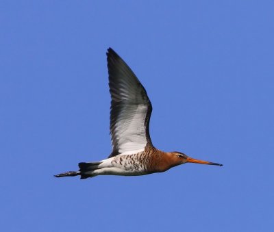 Grutto - Black-tailed Godwit