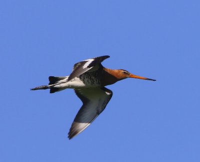 Grutto - Black-tailed Godwit