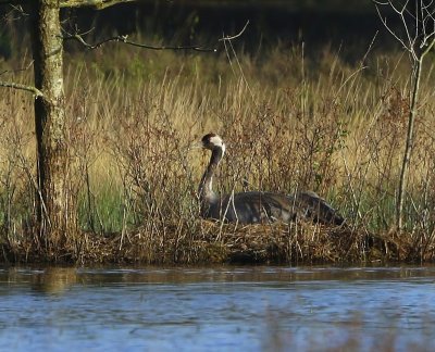 Kraanvogel - Common Crane