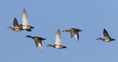 Krakeenden - Gadwalls