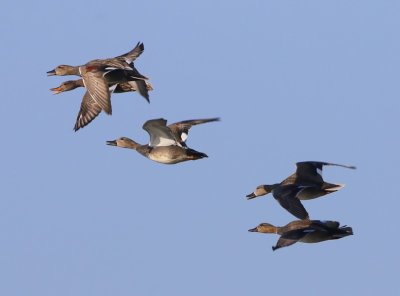Krakeenden - Gadwalls