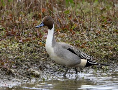 Pijlstaart - Northern Pintail