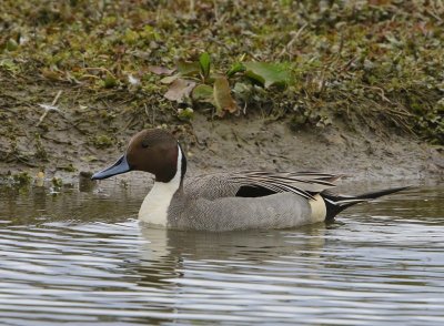 Pijlstaart - Northern Pintail