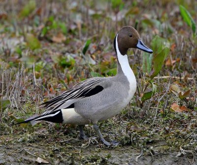 Pijlstaart - Northern Pintail