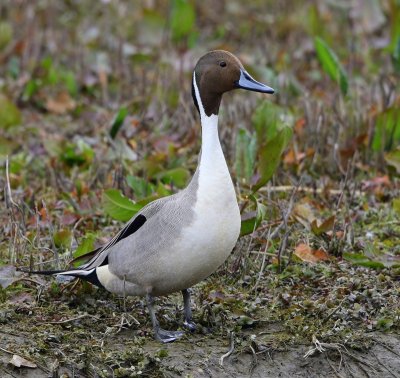 Pijlstaart - Northern Pintail