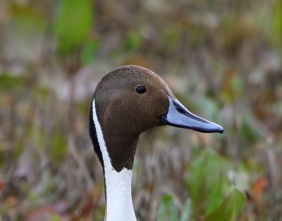 Pijlstaart - Northern Pintail