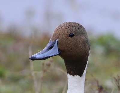 Pijlstaart - Northern Pintail