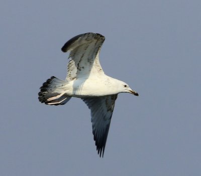 Pontische Meeuw - Caspian Gull