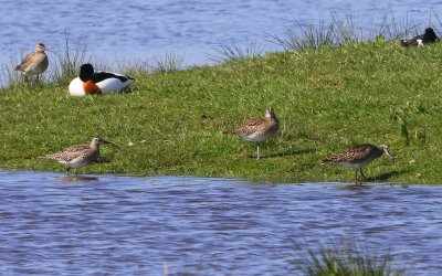 Regenwulpen - Whimbrels