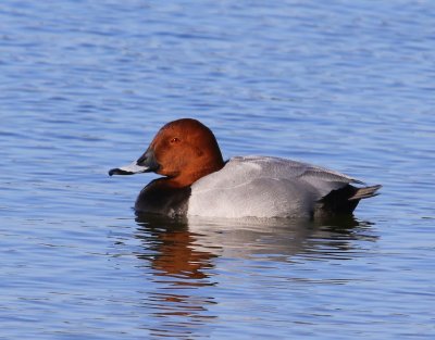 Tafeleend - Common Pochard