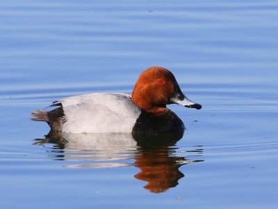 Tafeleend - Common Pochard