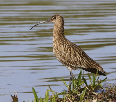 Wulp - Eurasian Curlew
