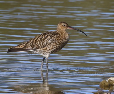 Wulp - Eurasian Curlew