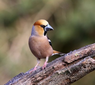 Appelvink - Hawfinch