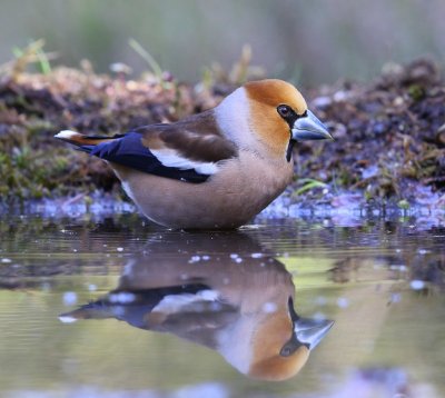 Appelvink - Hawfinch