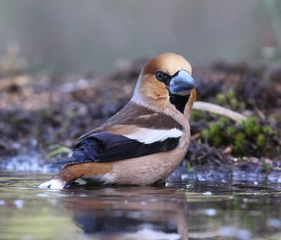 Appelvink - Hawfinch
