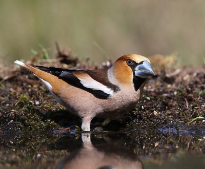 Appelvink - Hawfinch