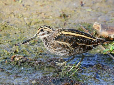 Bokje - Jack Snipe