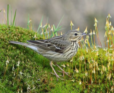 Boompieper - Tree Pipit