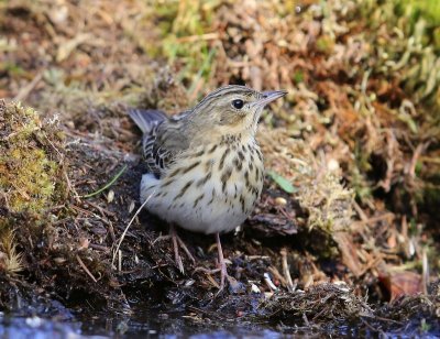 Boompieper - Tree Pipit