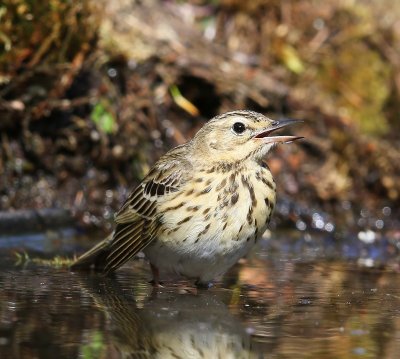 Boompieper - Tree Pipit