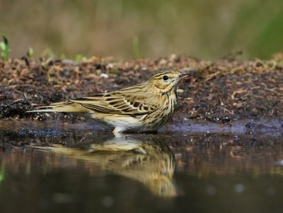 Boompieper - Tree Pipit