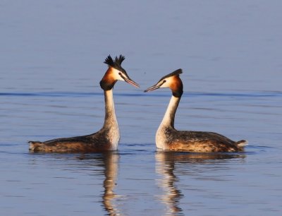 Futen - Great Crested Grebes