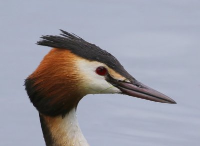Fuut - Great Crested Grebe